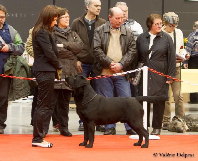 du Chaudron des Fées - Exposition Canine de Troyes - 1/02/14