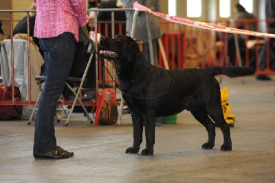 du Chaudron des Fées - Flanders Dog Show CACIB (B) 26/02/12