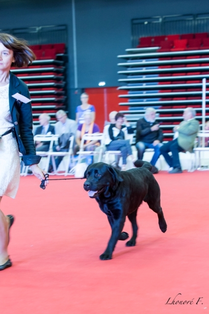 CACIB Compiègne - 13/09/14